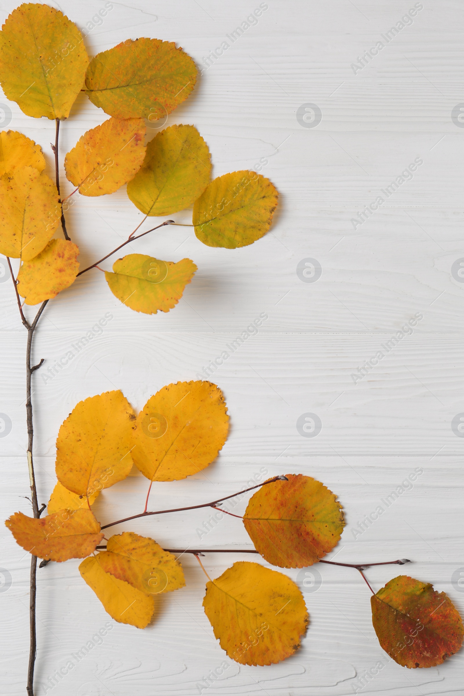Photo of Branch with autumn leaves on white wooden table, top view