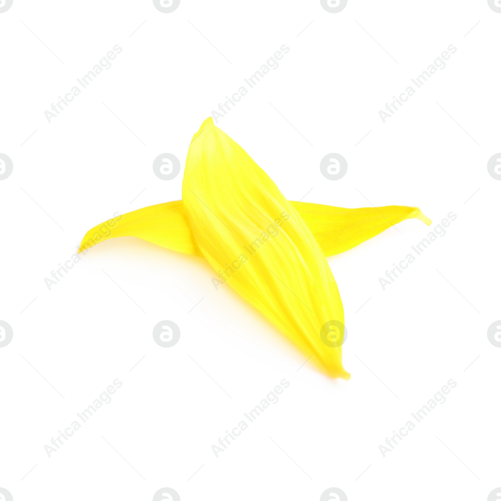 Photo of Fresh yellow sunflower petals isolated on white