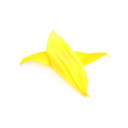 Photo of Fresh yellow sunflower petals isolated on white