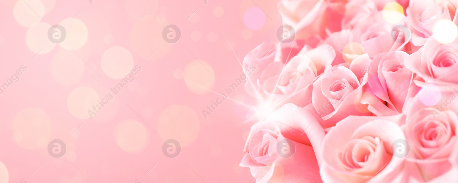 Image of Bouquet of beautiful roses on pink background, space for text. Banner design