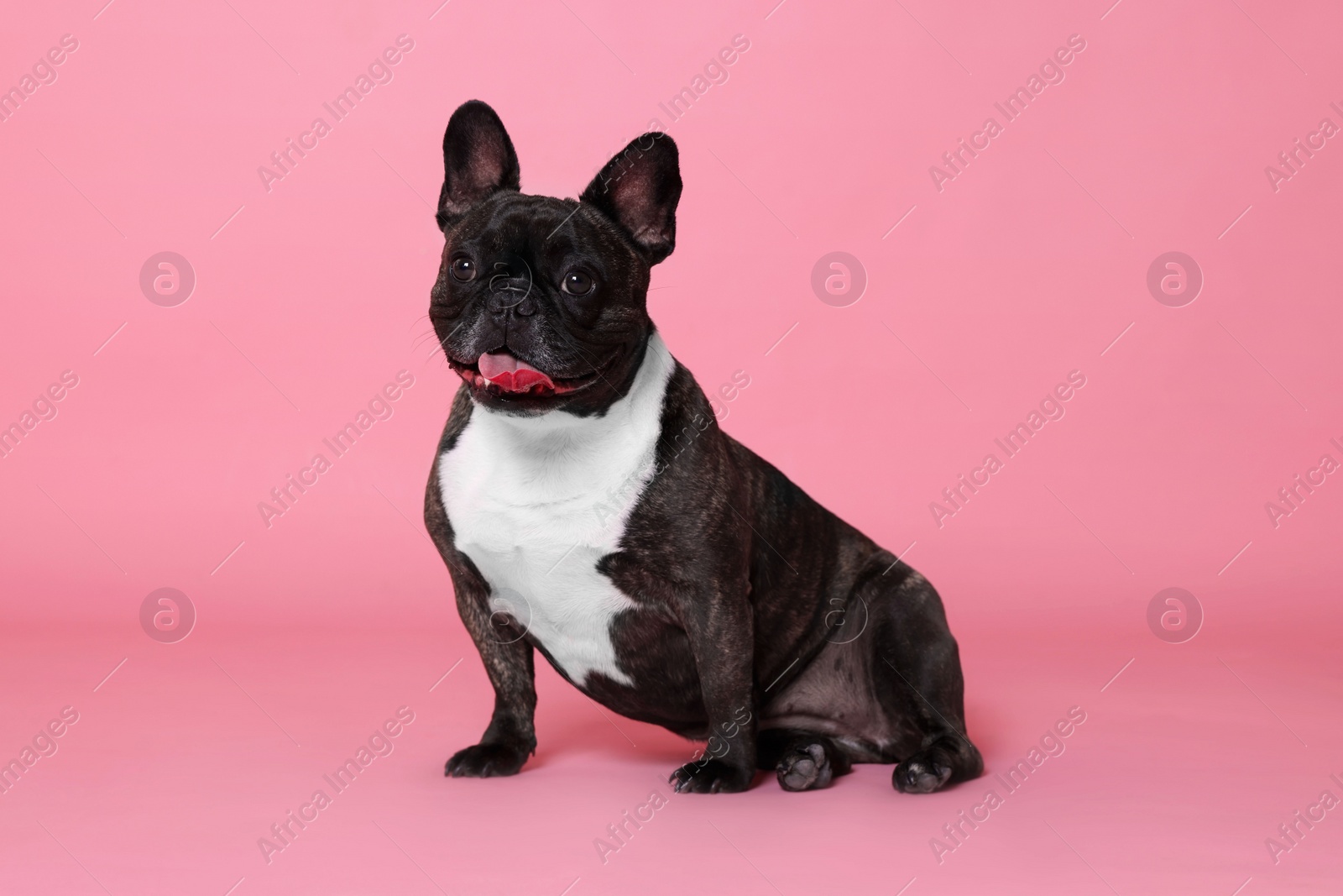 Photo of Adorable French Bulldog on pink background. Lovely pet