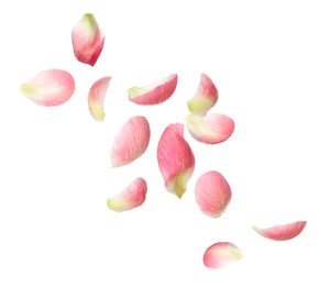 Image of Beautiful tender petals flying on white background