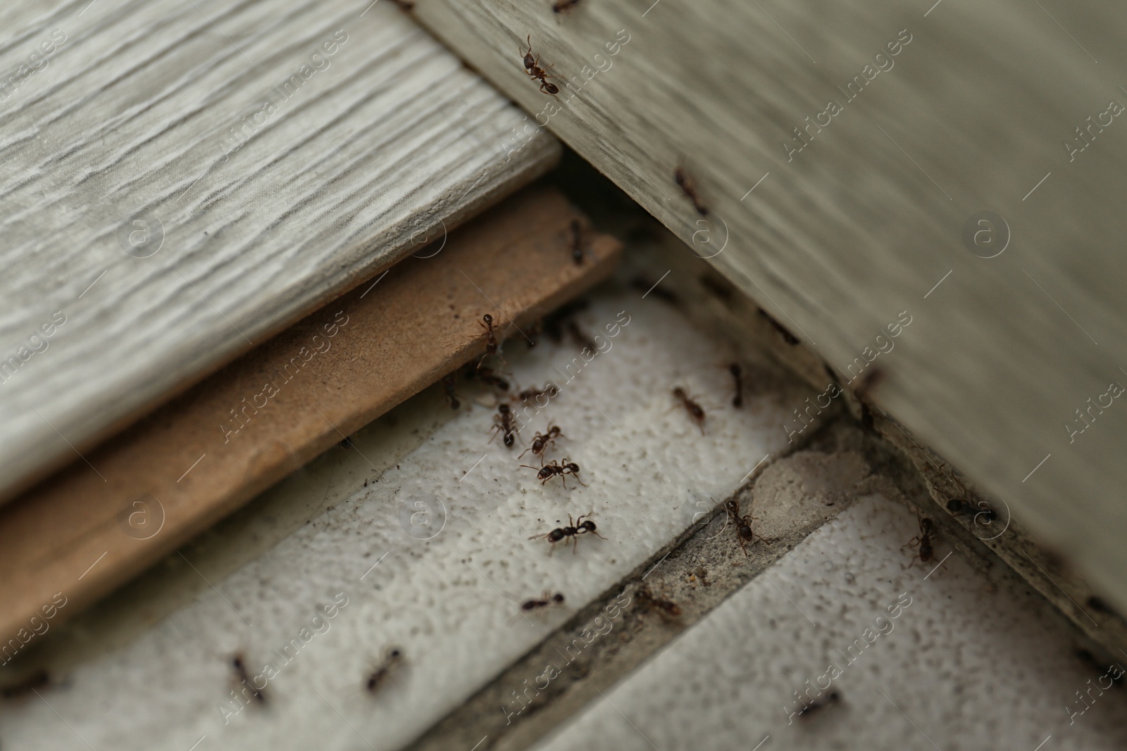 Photo of Many black ants on floor at home. Pest control