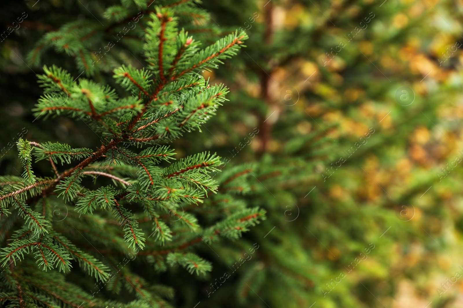 Photo of Beautiful fir with green branches in forest, closeup