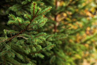 Beautiful fir with green branches in forest, closeup