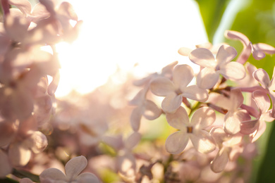 Photo of Closeup view of beautiful blooming lilac shrub outdoors