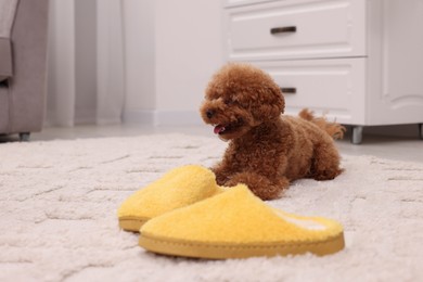 Photo of Cute Maltipoo dog near yellow slippers at home, space for text. Lovely pet