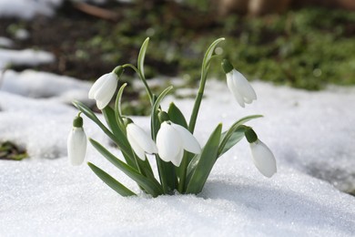 Beautiful blooming snowdrops growing in snow outdoors. Spring flowers