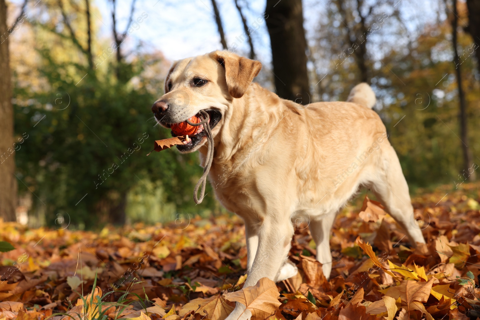 Photo of Cute Labrador Retriever dog with toy ball in sunny autumn park. Space for text