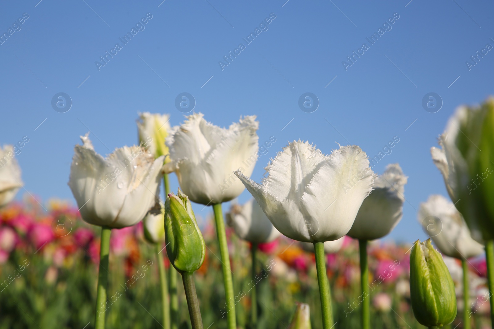 Photo of Beautiful colorful tulip flowers growing in field on sunny day, closeup