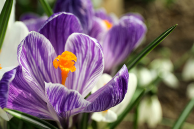 Photo of Beautiful crocus flower in garden, closeup. Spring season