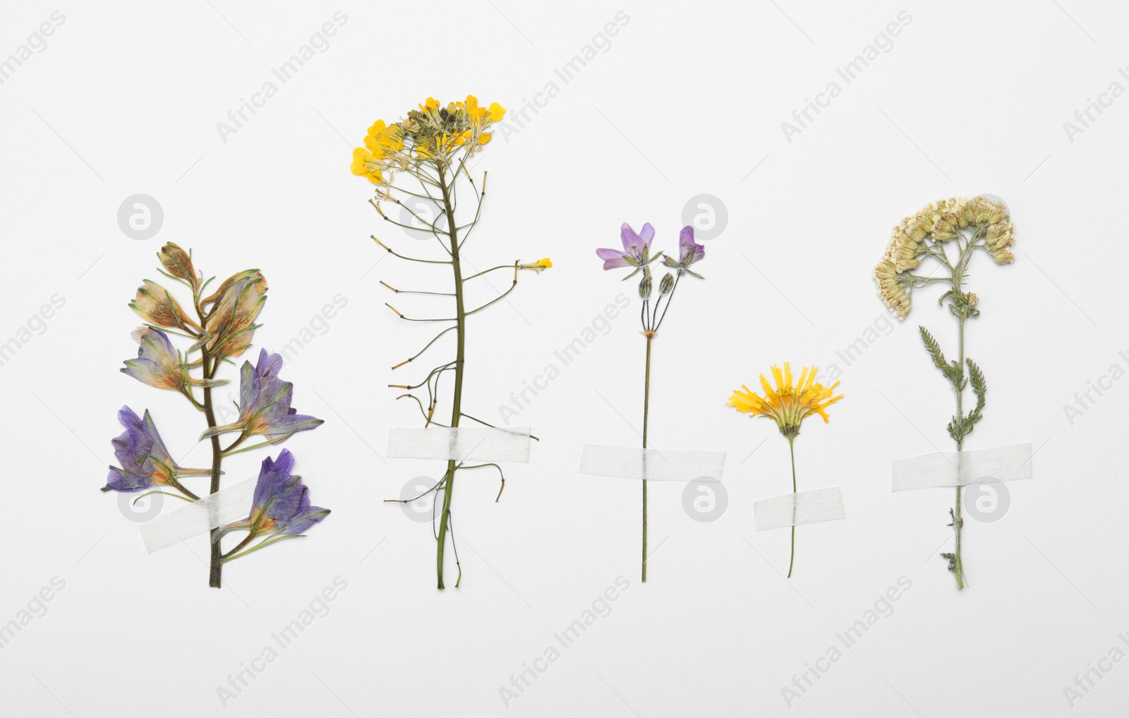 Photo of Pressed dried flowers on white background. Beautiful herbarium