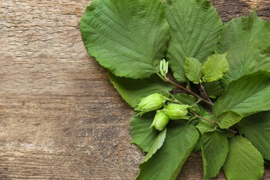 Photo of Green leaves of hazel tree on wooden table, top view. Space for text