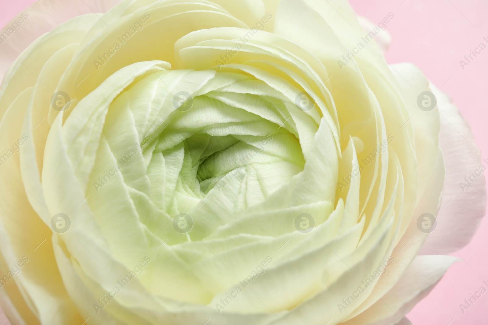 Photo of Beautiful ranunculus flower, closeup