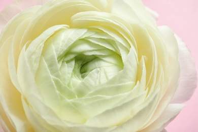 Photo of Beautiful ranunculus flower, closeup