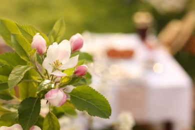 Photo of Stylish table setting in garden, focus on beautiful branch with spring flowers, closeup. Space for text