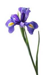 Beautiful violet iris flower isolated on white