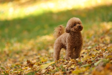 Photo of Cute Maltipoo dog in autumn park, space for text