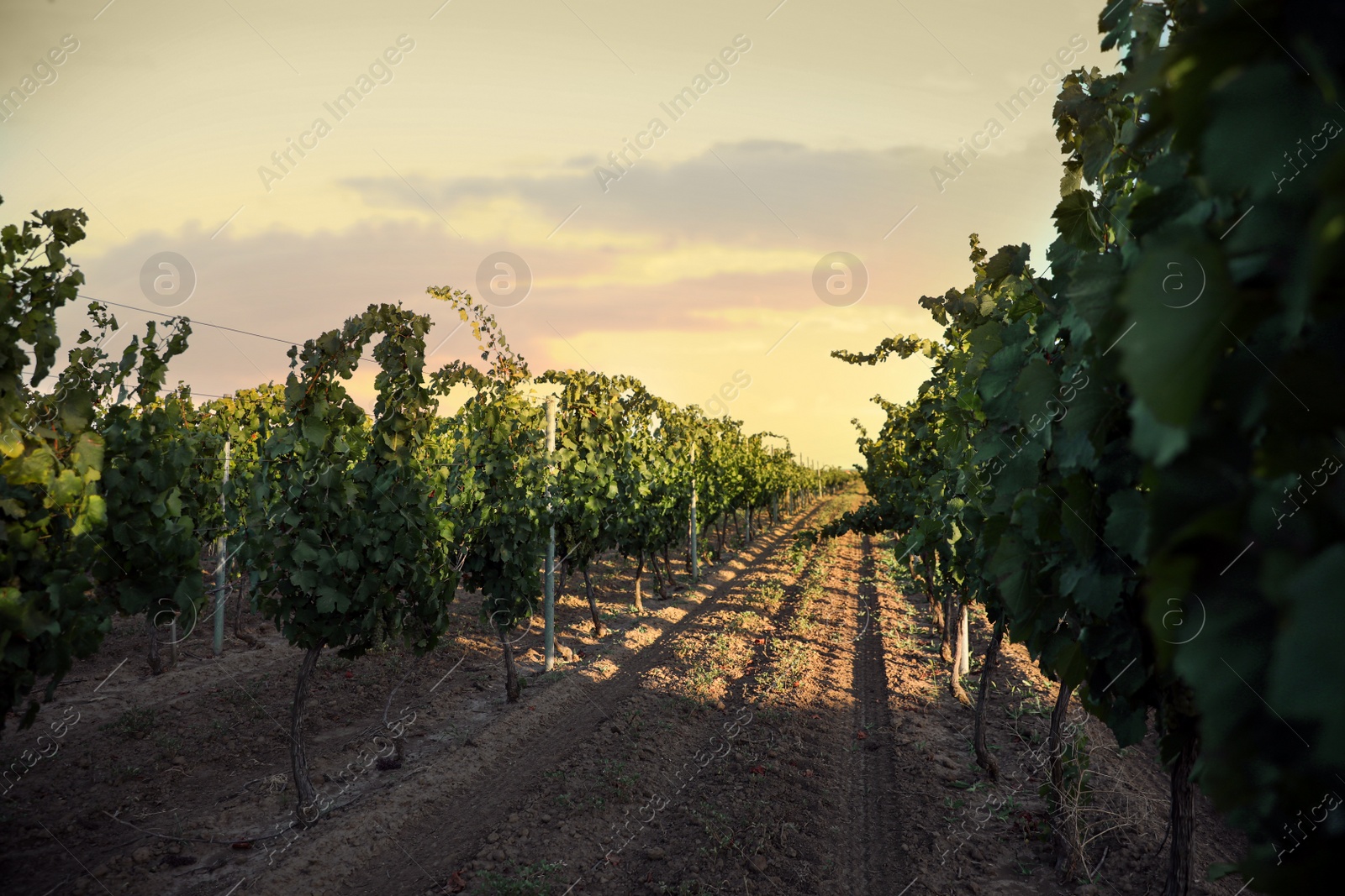 Photo of Beautiful view of vineyard with ripening grapes