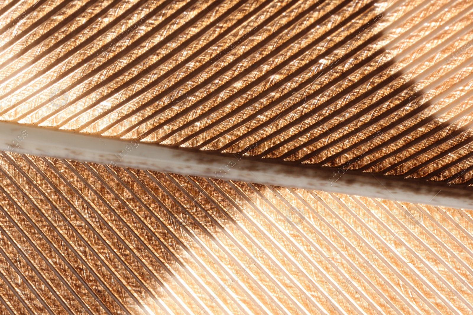 Photo of Texture of bird feather as background, closeup