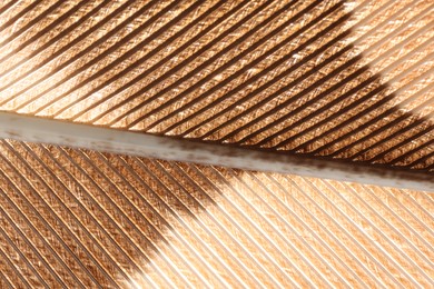 Photo of Texture of bird feather as background, closeup