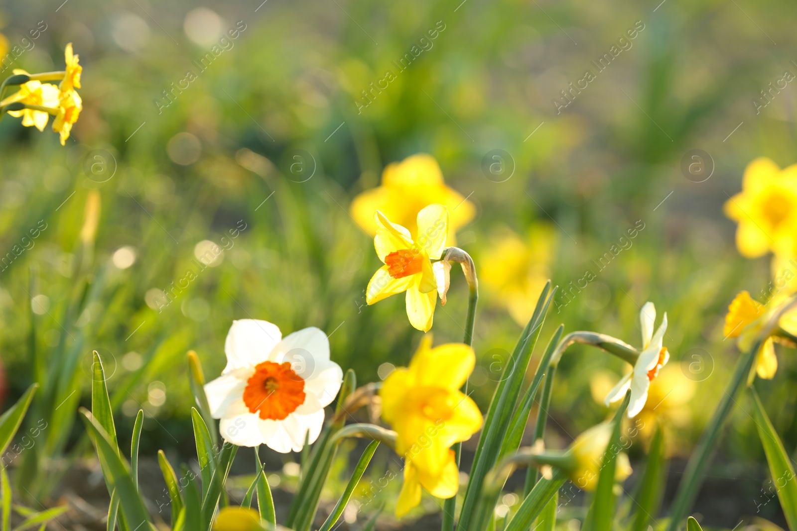 Photo of Field with fresh beautiful narcissus flowers on sunny day