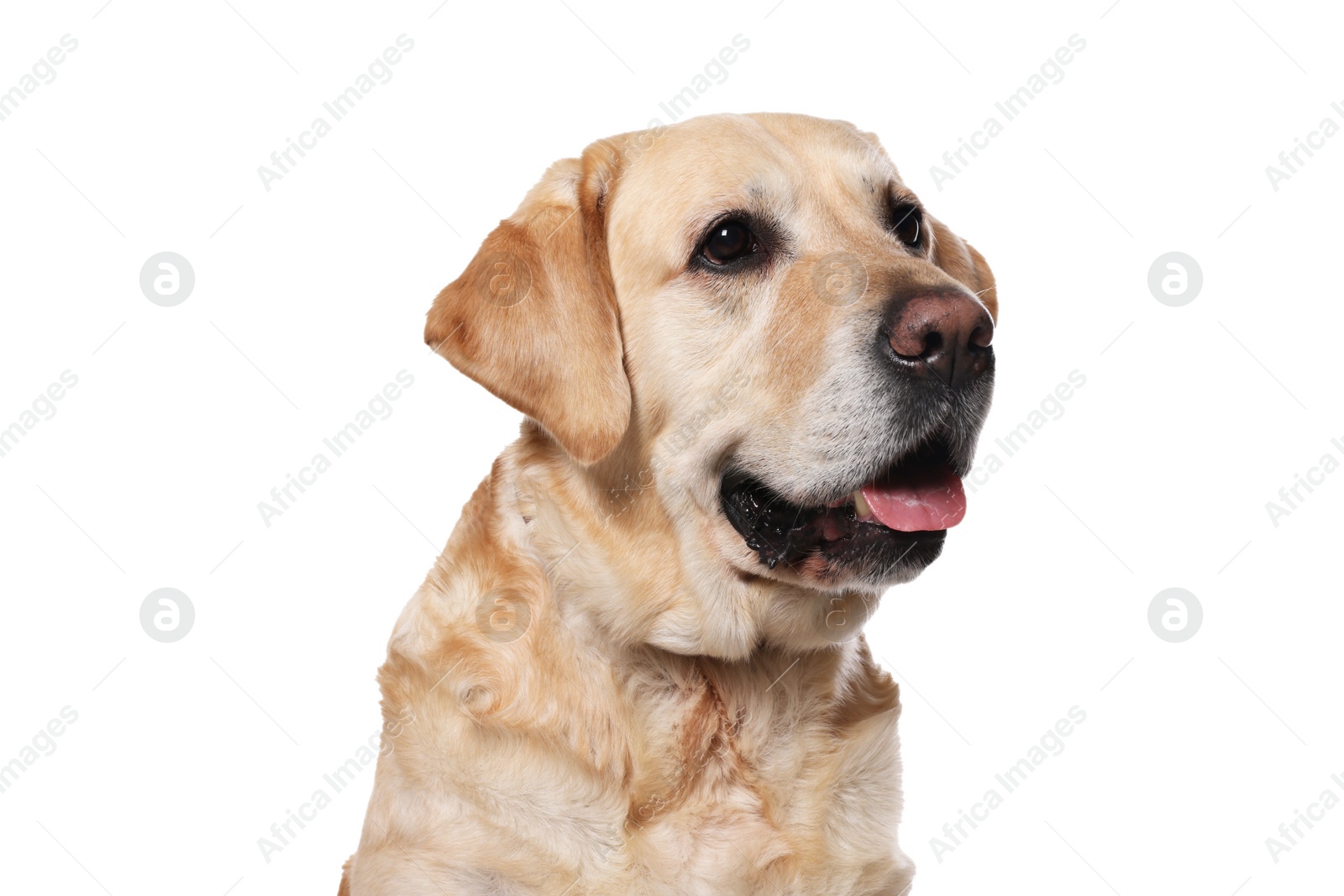 Photo of Cute Labrador Retriever in dog collar on white background