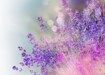 Image of Beautiful lavender flowers outdoors, closeup view. Bokeh effect