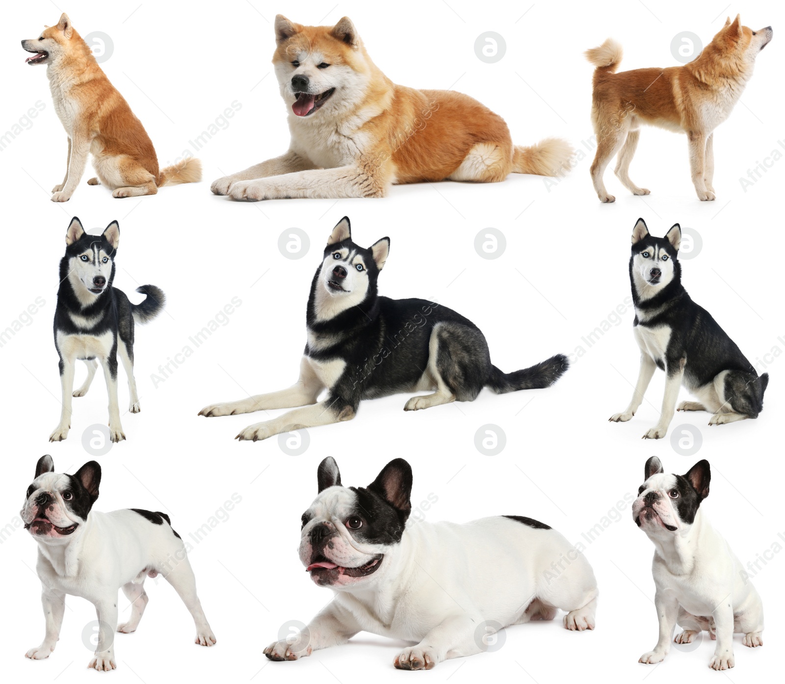 Image of Set of different dogs on white background