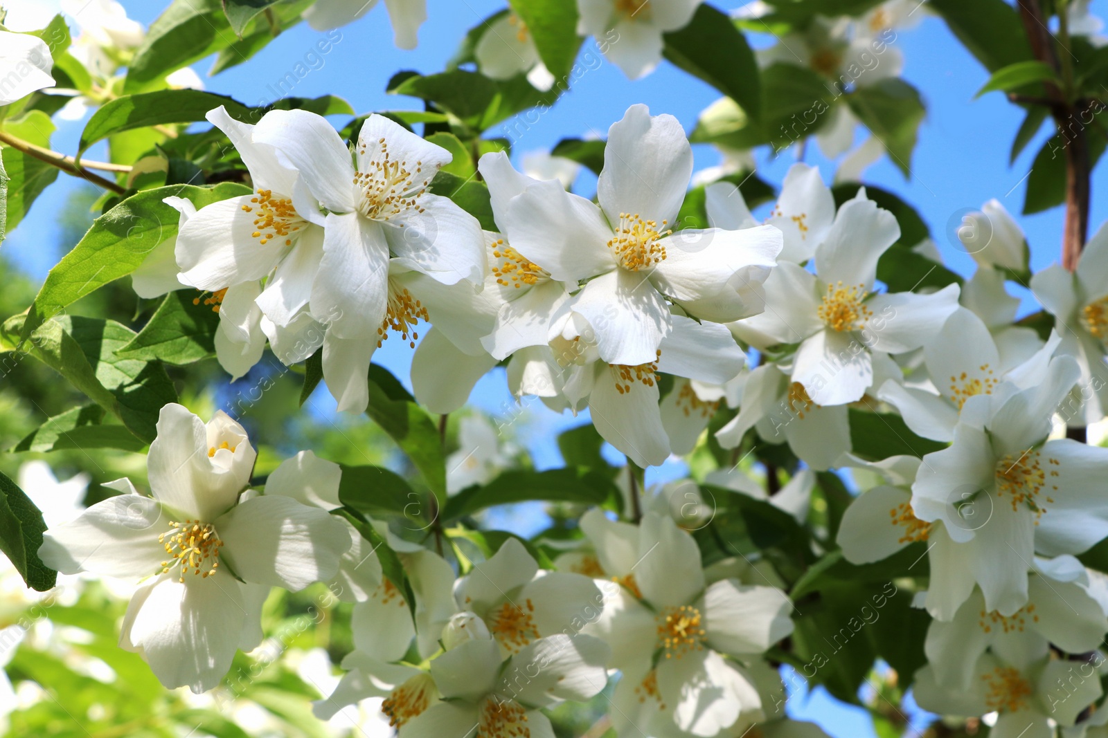 Photo of Closeup view of beautiful blooming white jasmine shrub outdoors