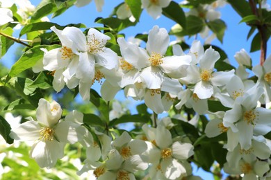 Photo of Closeup view of beautiful blooming white jasmine shrub outdoors