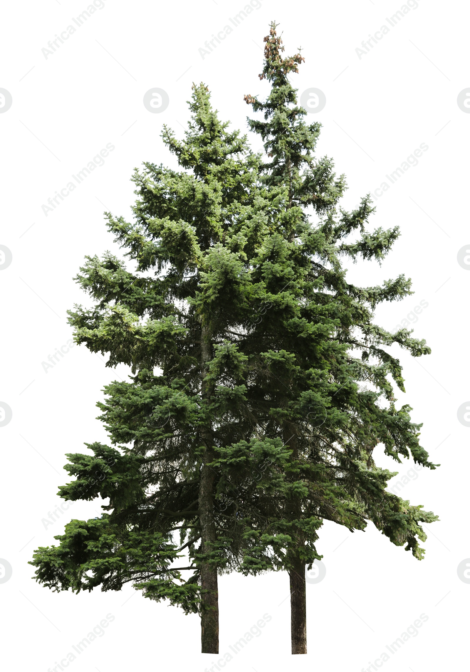 Image of Beautiful evergreen fir trees on white background