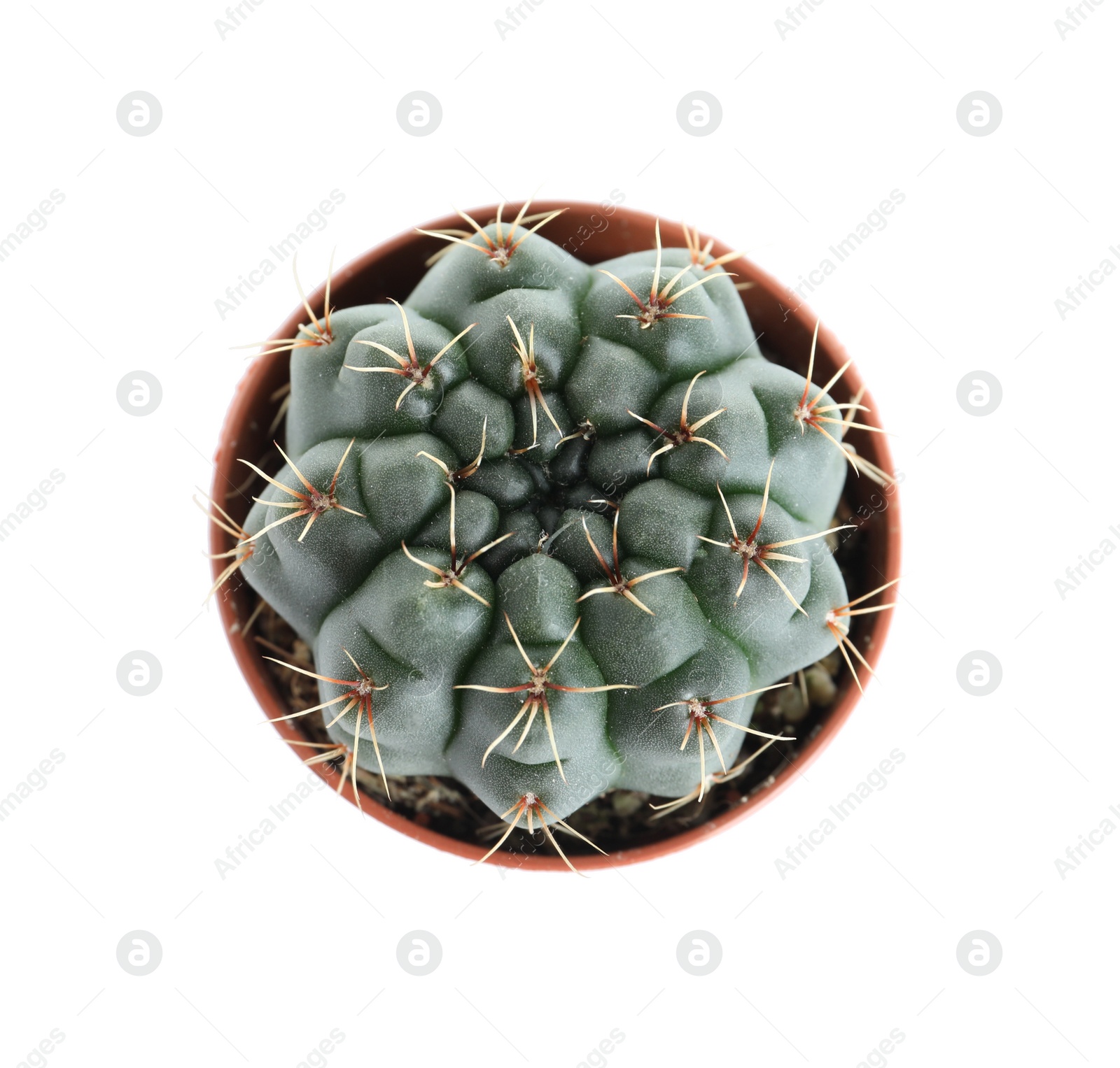 Photo of Succulent plant in flowerpot isolated on white, top view. Home decor