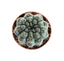 Photo of Succulent plant in flowerpot isolated on white, top view. Home decor