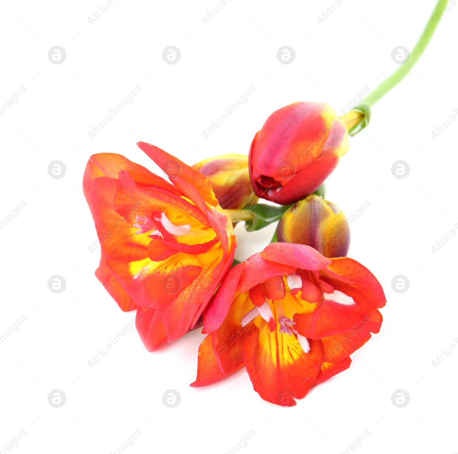 Photo of Beautiful spring freesia flower isolated on white