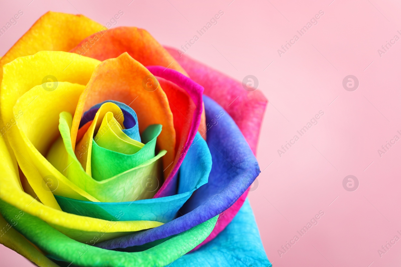 Photo of Amazing rainbow rose flower on color background