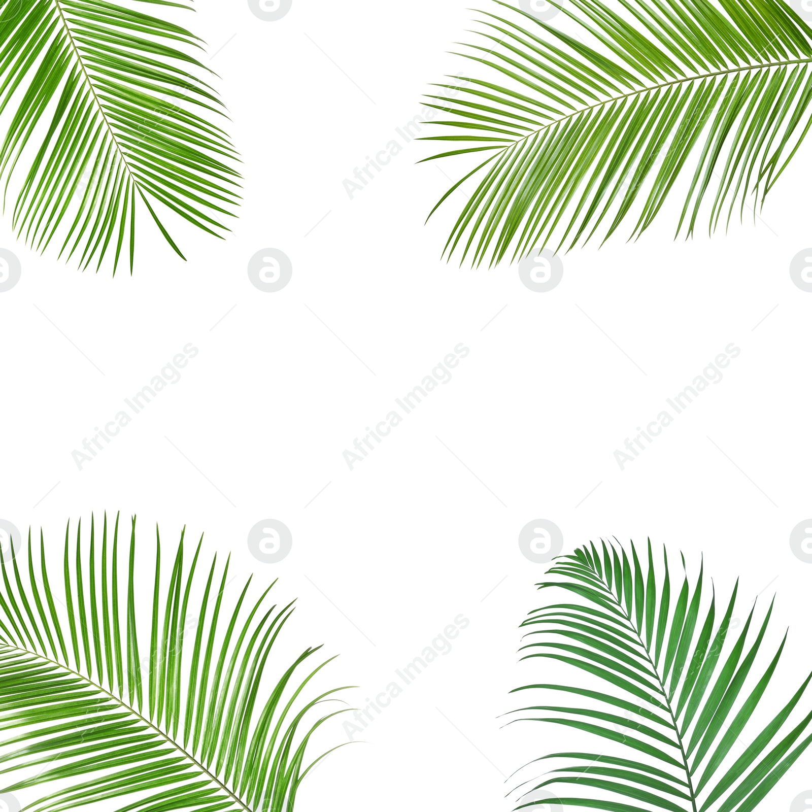 Image of Frame made of beautiful lush tropical leaves on white background. Space for text