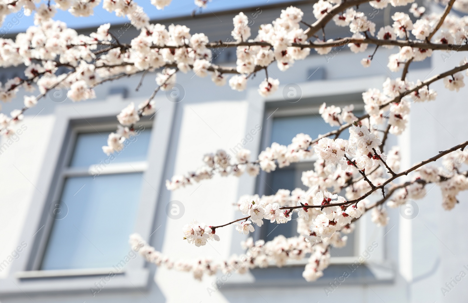 Photo of Beautiful apricot tree branches with tiny tender flowers near house, space for text. Awesome spring blossom