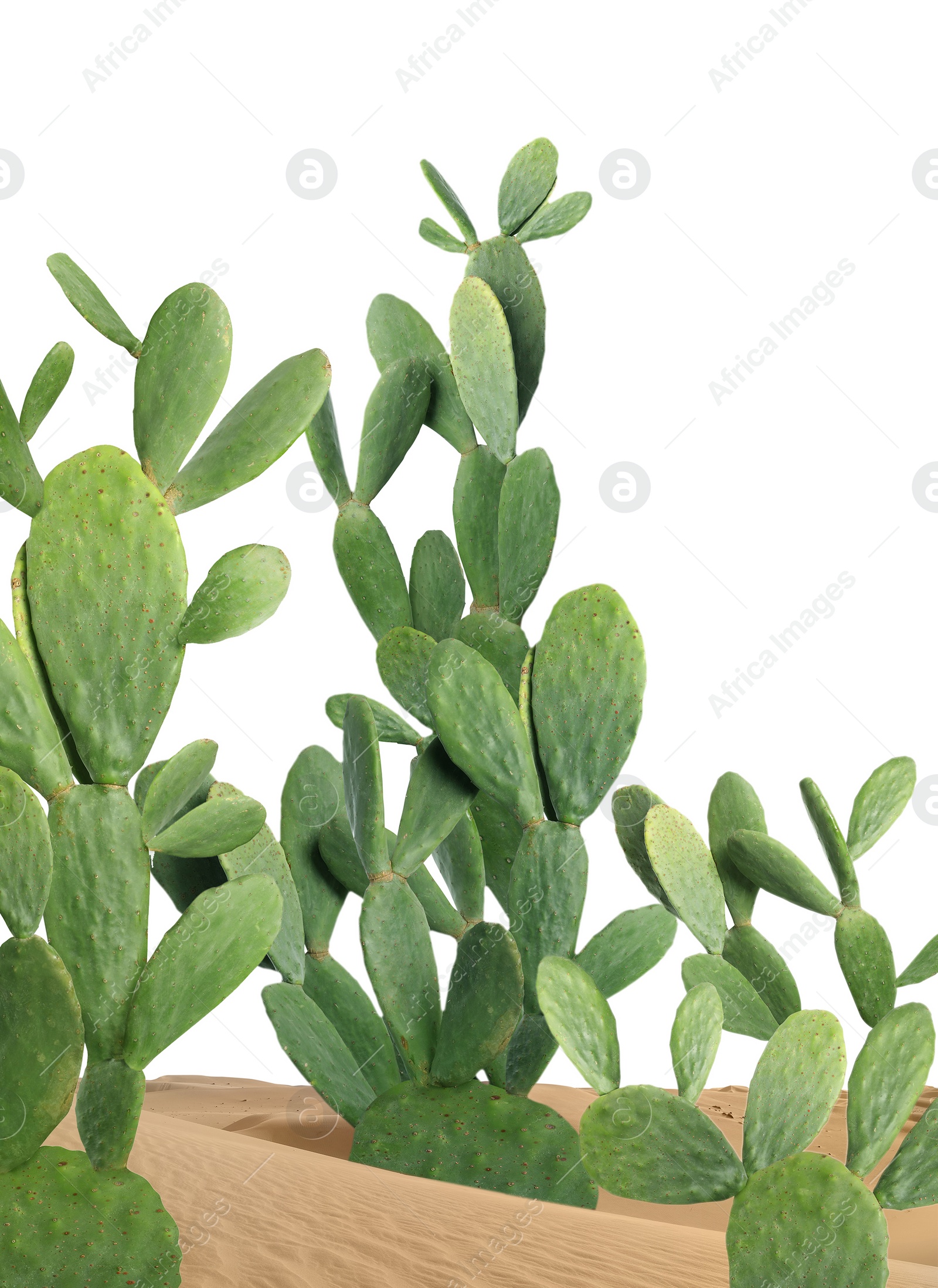 Image of Beautiful big cactuses growing in sand on white background