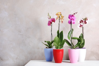 Photo of Beautiful tropical orchid flowers in pots on table near color wall. Space for text