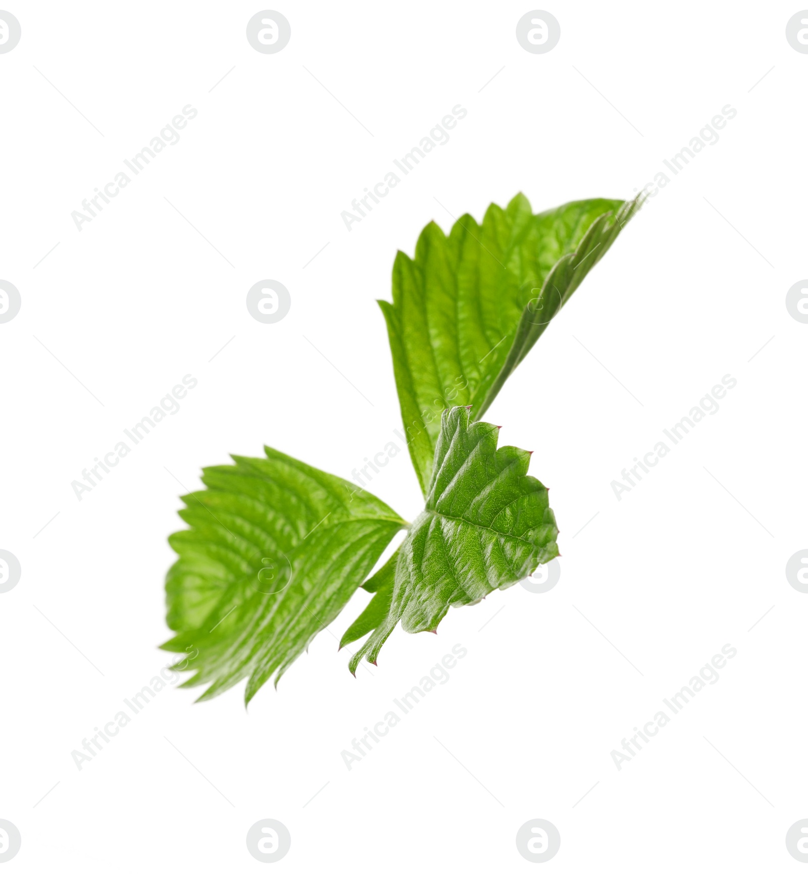 Photo of Green wild strawberry leaf isolated on white