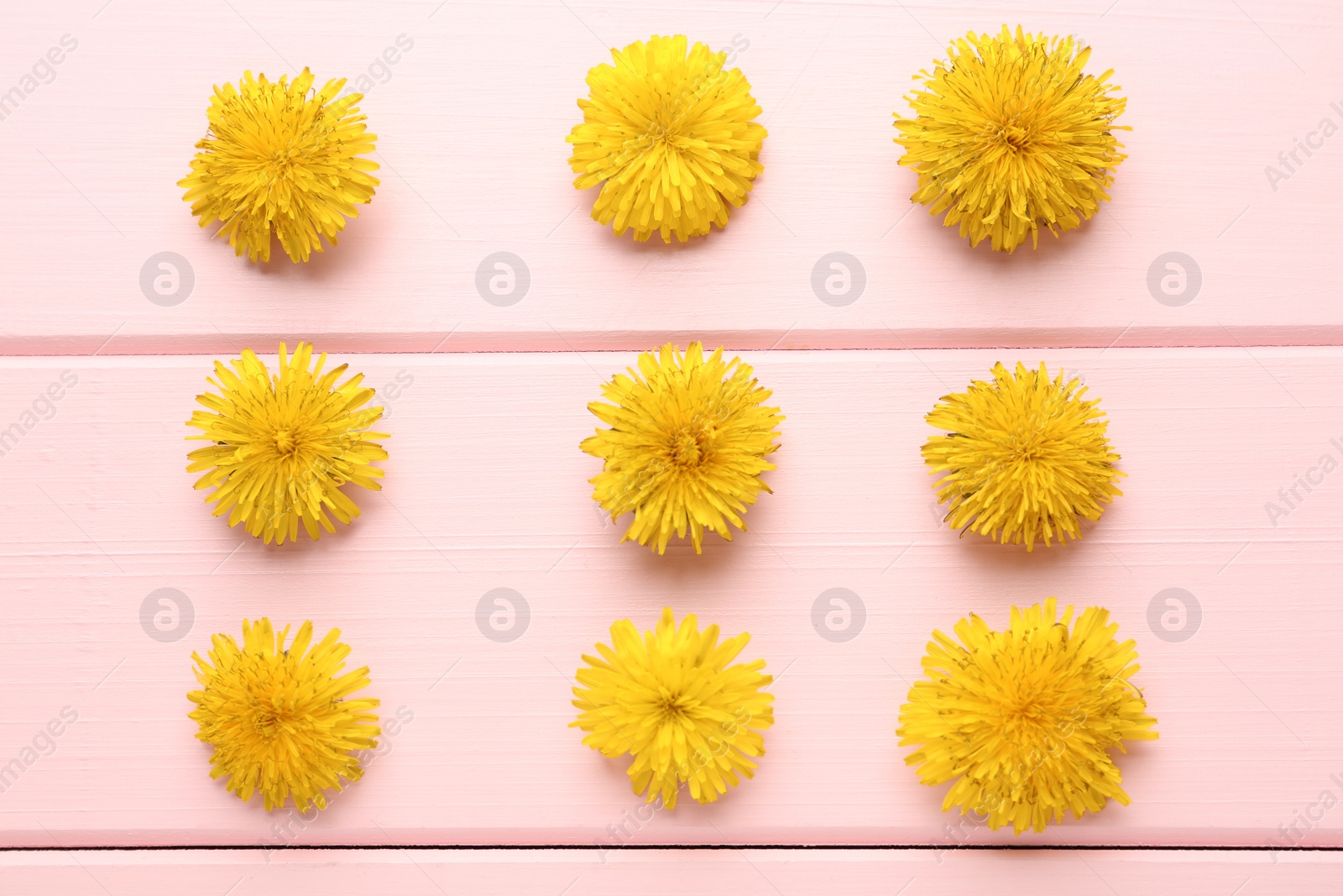 Photo of Flat lay composition with beautiful yellow dandelions on pink wooden table
