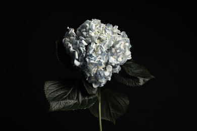 Photo of Beautiful hydrangea on black background. Floral card design with dark vintage effect