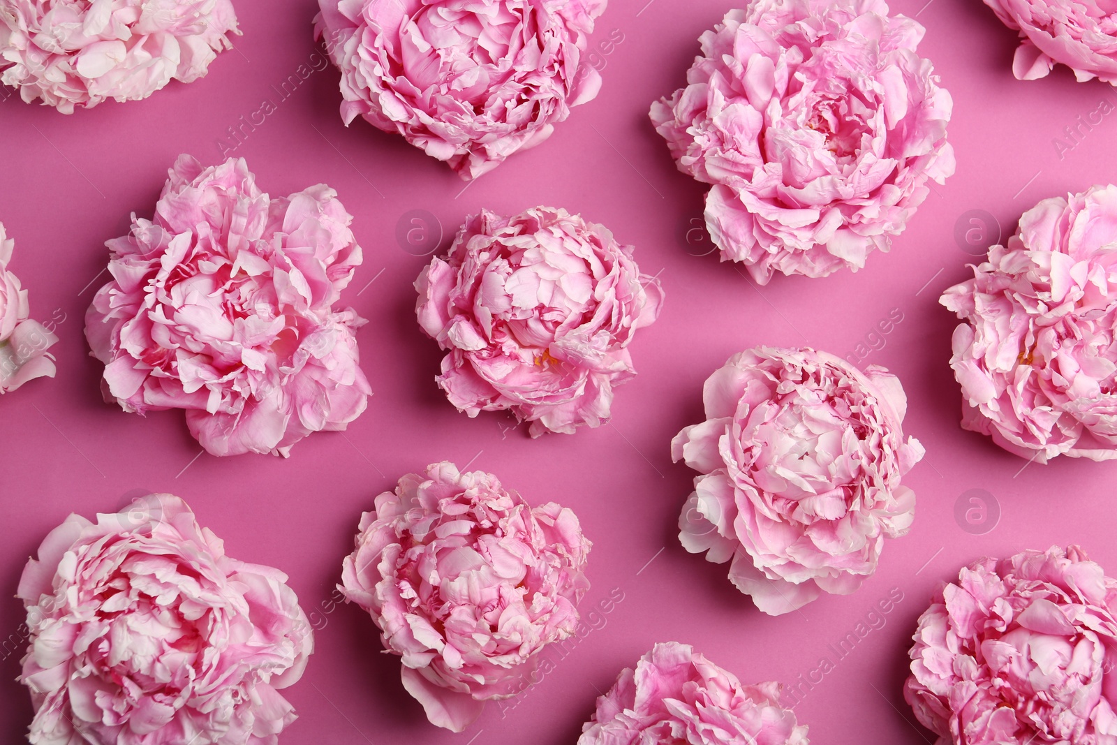 Photo of Beautiful peonies on pink background, flat lay