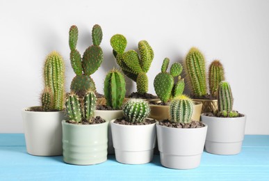 Photo of Many different beautiful cacti on light blue wooden table