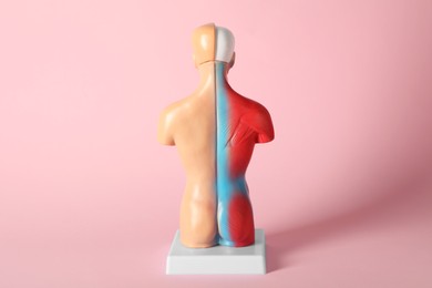 Photo of Human anatomy mannequin showing back muscles on pink background