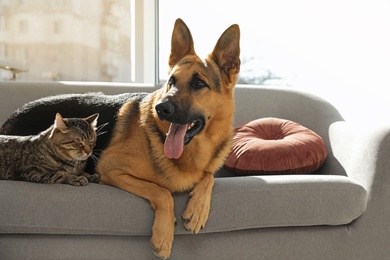 Photo of Cat and dog together on sofa indoors. Funny friends