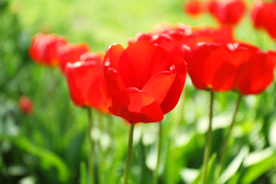 Blossoming tulips outdoors on sunny spring day