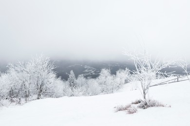 Photo of Picturesque view of trees and plants covered with snow in mountains on winter day