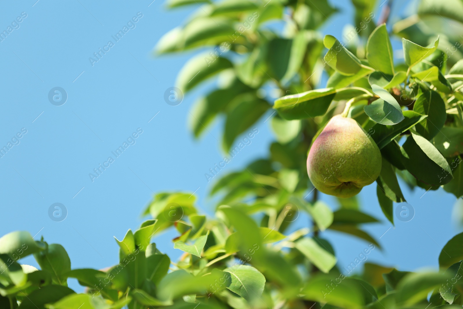 Photo of Ripe juicy pear on tree branch in garden